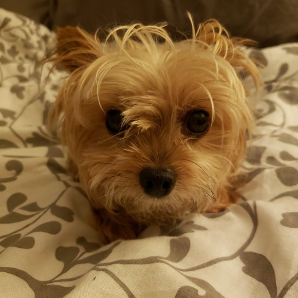 Meet your Posher, Jessie - Picture 4 of 5